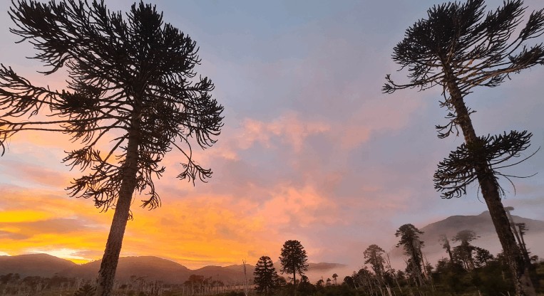 MapBiomas Chile: na região Centro-Sul do país, 500 mil hectares de floresta nativa foram perdidos em duas décadas