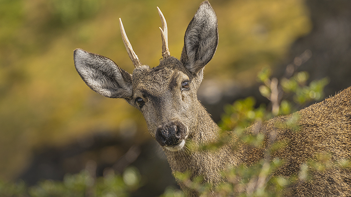 New population of ten huemuls found in remote corner of Chilean Patagonia: "They are in very good condition"