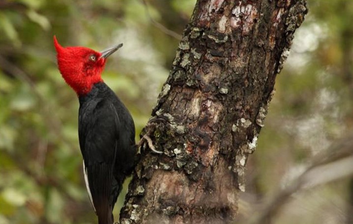Mocho Choshuenco Park Rangers Strengthen Skills for Magellanic Woodpecker Census