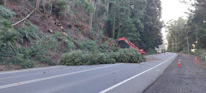 Controlled Tree Felling Works on Ruta de la Madera: Alternating Traffic Until Mid-June