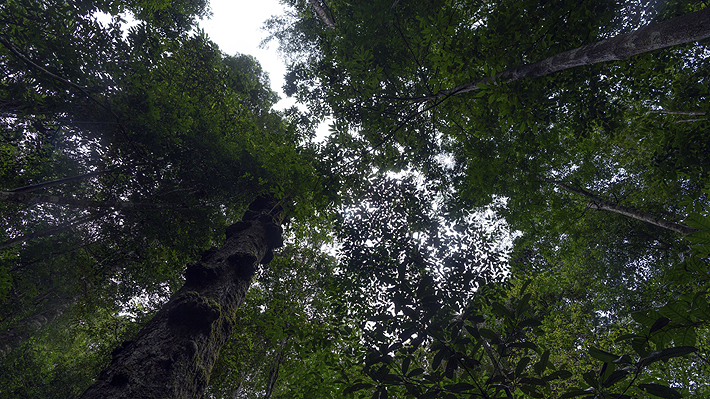 Austrian study shows that spending 20 minutes in a forest reduces stress and improves psychological well-being