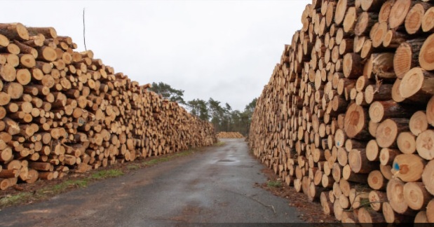 Forestry Crisis in Bío Bío: Timber Sector at Risk of Disappearing