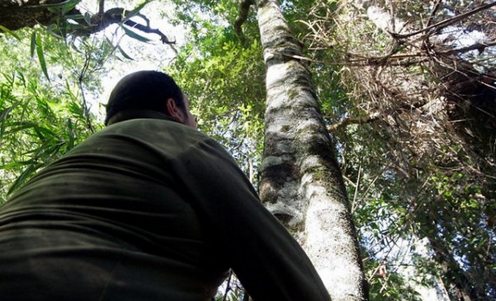 Proteger e educar sobre a floresta nativa