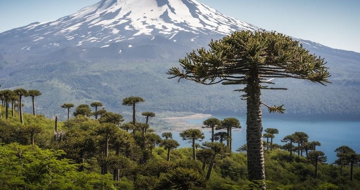 From the Araucaria to the Canelillo: The 7 Flora Species Declared Natural Monuments in Chile