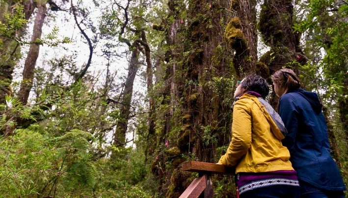 The Millennial Forest of Chile Where What Could Be the Planet's Longest-Lived Tree Resides