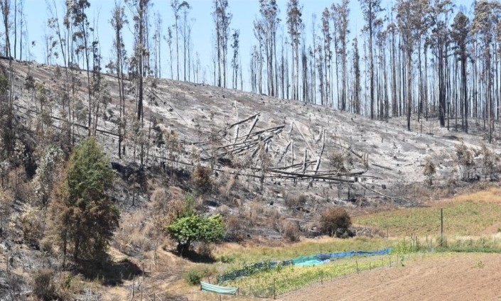 Gremios forestales alertan sobre efectos en el empleo y abastecimiento tras megaincendios forestales