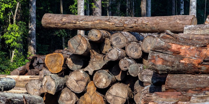 Comptroller's Office Detects Illegal Exploitation of Native Forest on State-Owned Land in Tortel