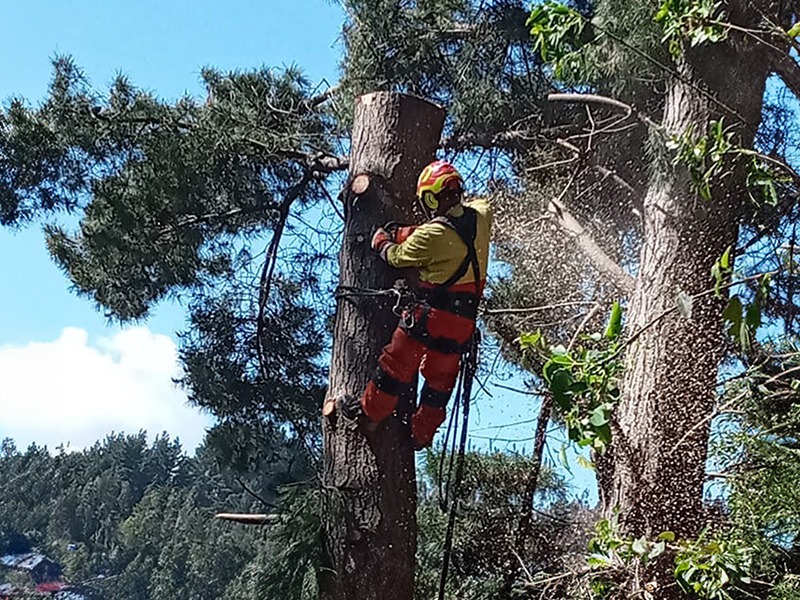 Forestal Antilemu Aims to Generate Social Benefits for Communities