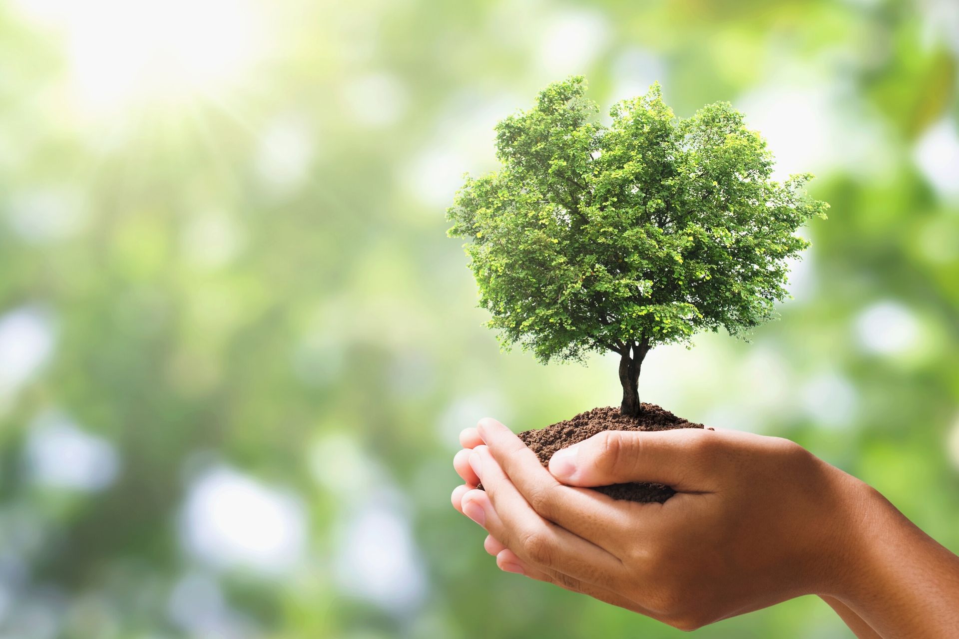 A Forest Economy is a Green Economy