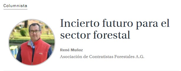 Futuro incerto para o setor florestal