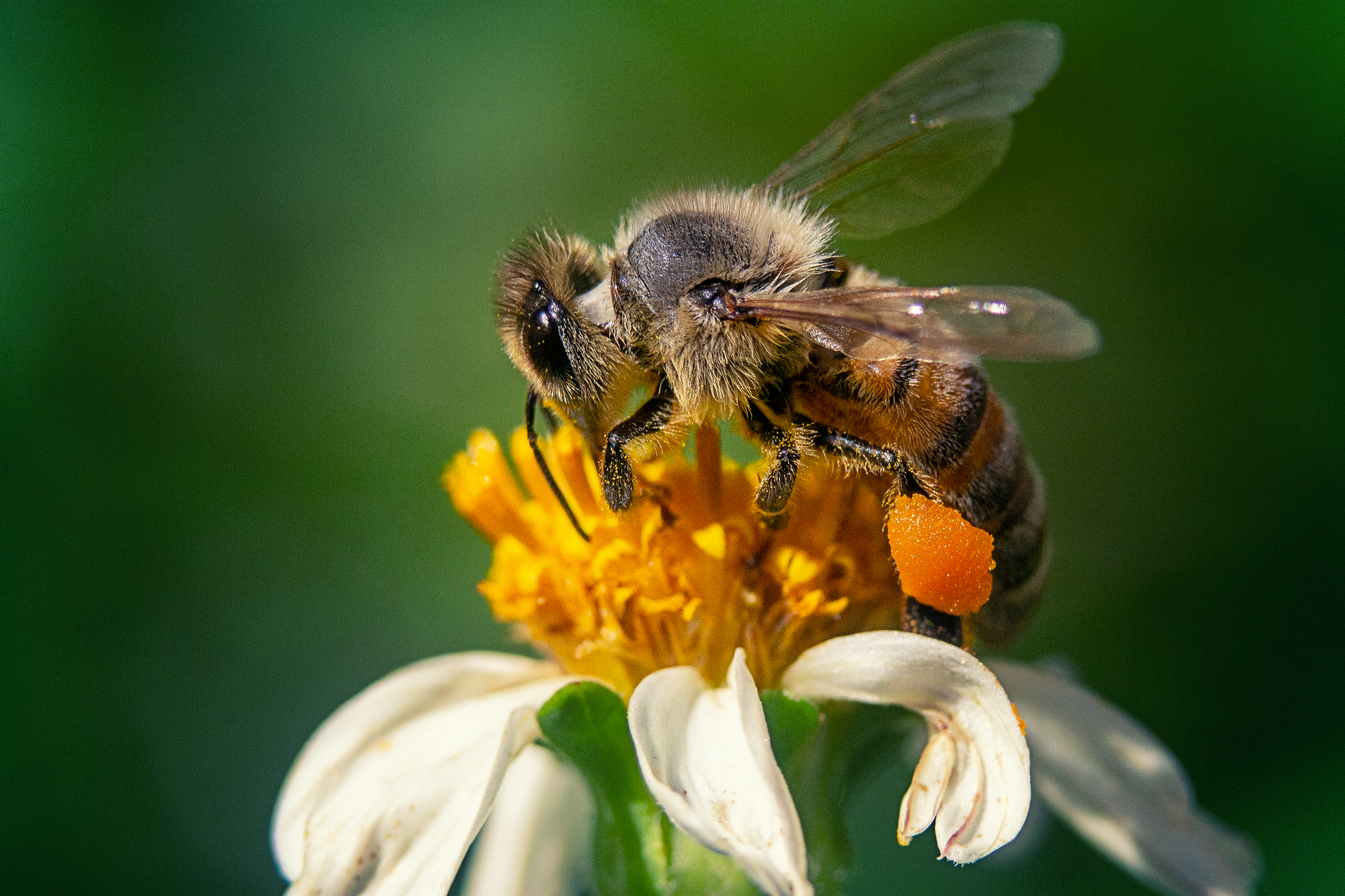 Bi-Alert: The New App Protecting Bees in Agriculture