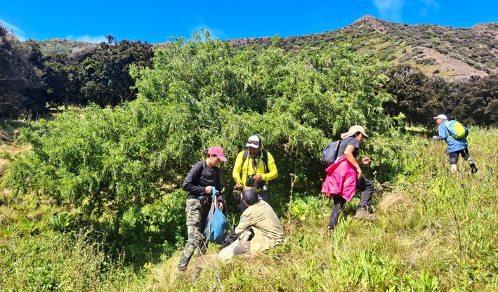 UdeC Researchers and Conaf Seek to Save Endemic Trees of the Juan Fernández Archipelago from Extinction