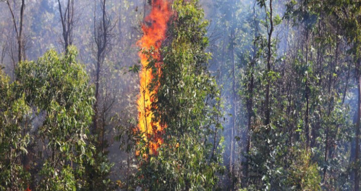 Pequenas e médias empresas madeireiras acusam Governo de promover projeto que não protege nem apoia vítimas de incêndios