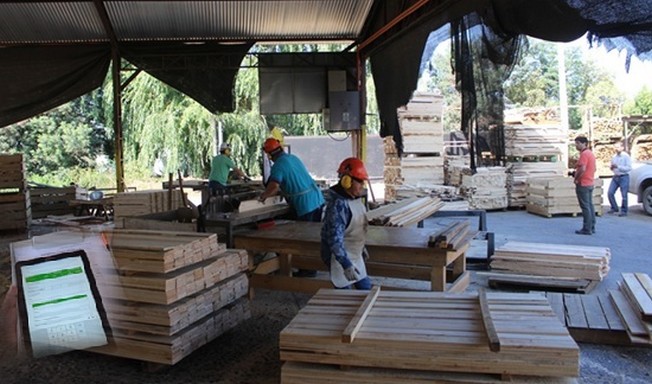 INFOR lanza el VIII Catastro Nacional para la Industria Forestal