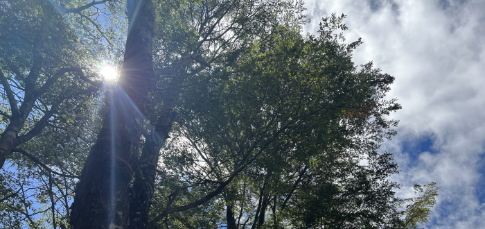 Resposta do Colégio de Engenheiros Florestais a coluna do diretor da Conaf sobre o DL 701