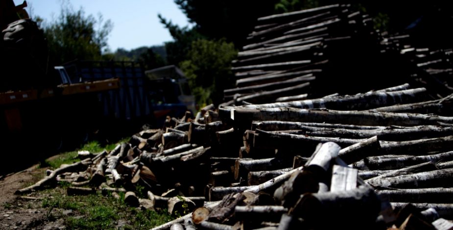 Aumento de 257% nas detenções por roubo de madeira em comparação com o ano passado