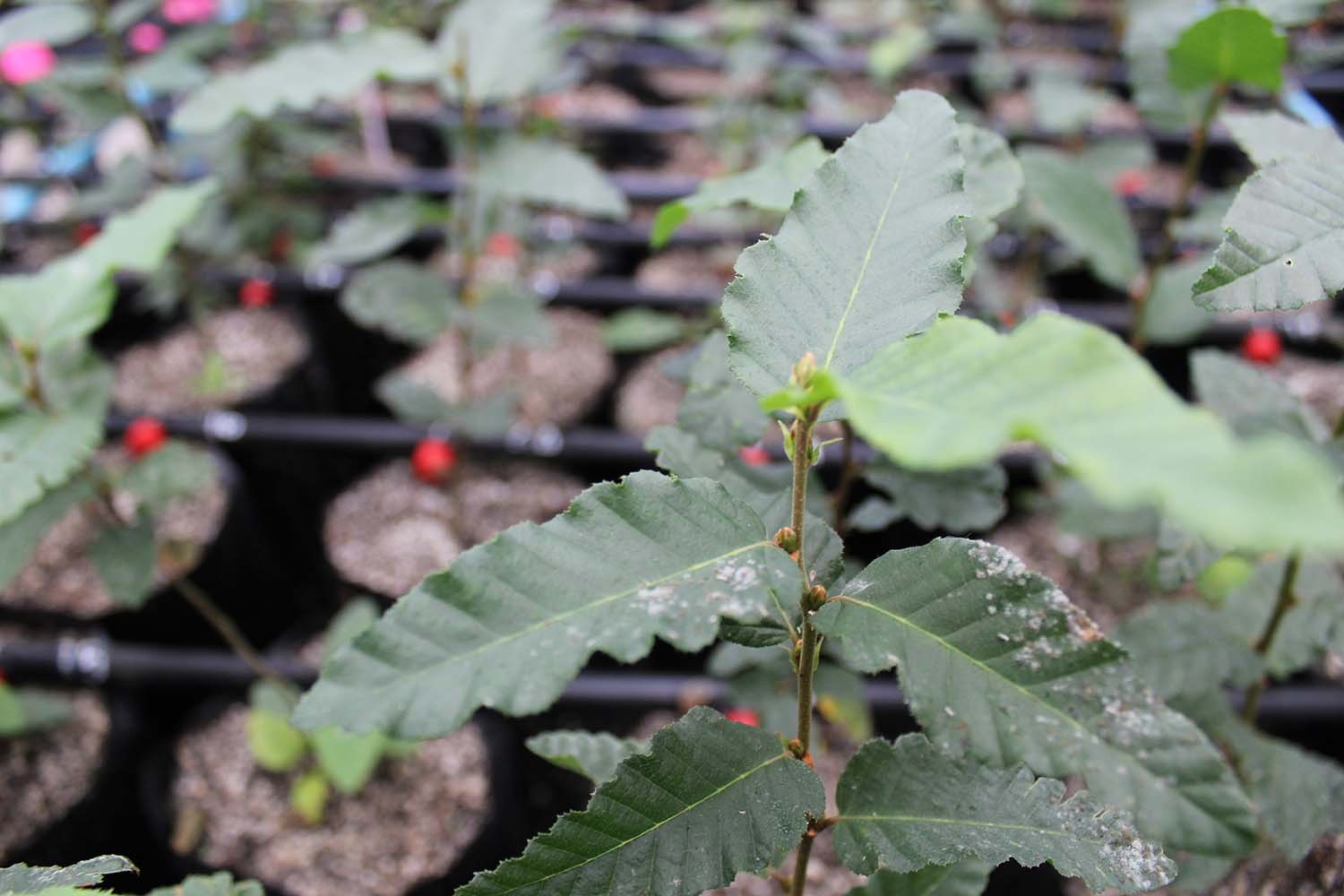Fast-growing oak and raulí hybrids developed in Chile for new productivity and afforestation