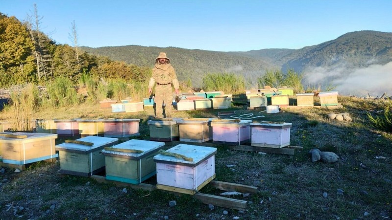 Marcelo Rodríguez, the Chilean Beekeeper Transforming Forests and Recognized by FAO Worldwide