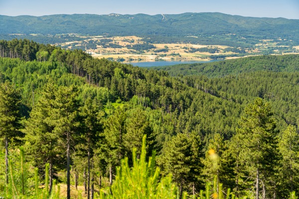 European forests in decline: They lose a third of their CO₂ absorption capacity