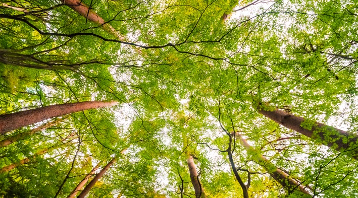 Biodiversidad: El motor del crecimiento forestal en climas húmedos